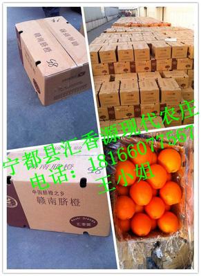火熱預(yù)定應(yīng)季新鮮贛南臍橙 柑橘基地橙子批發(fā) 祛斑養(yǎng)顏水果圖片_高清圖_細(xì)節(jié)圖-寧都縣匯香源現(xiàn)代農(nóng)莊